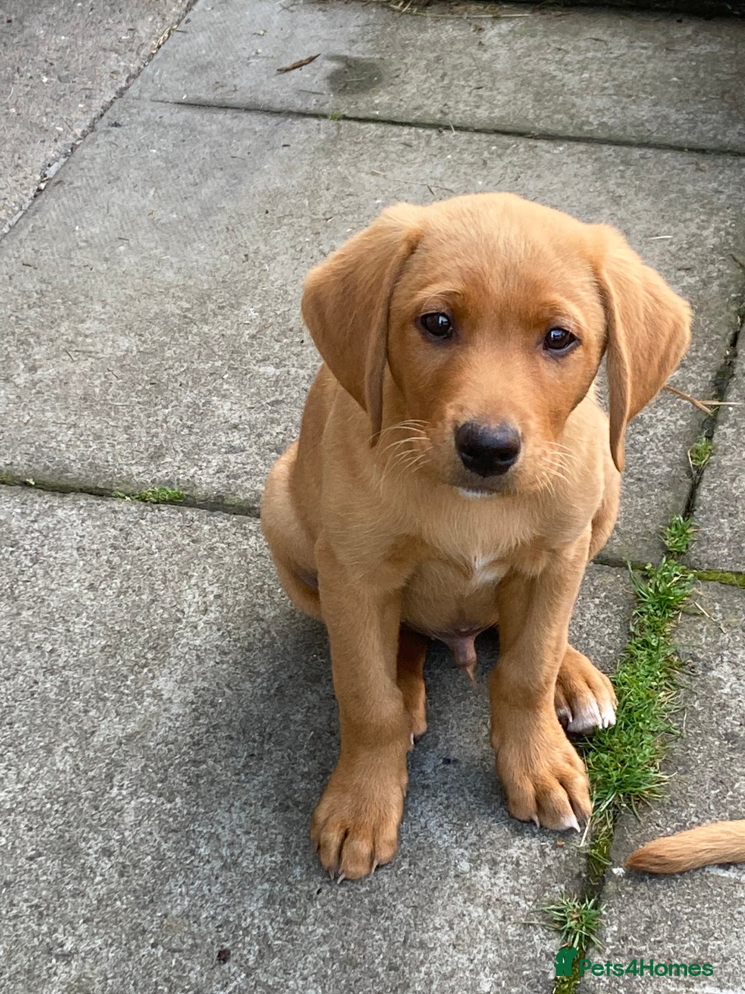 Labrador Retriever dogs for sale: Gorgeous fox red Labrador - Image 1
