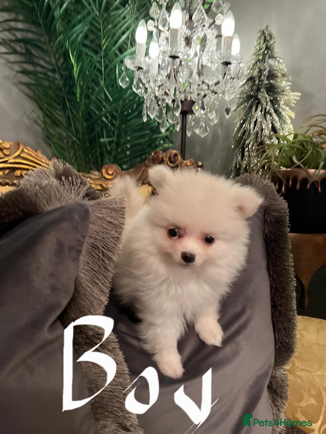 Pomeranian dogs for sale: K C registered beautiful Pomeranians - Advert 13