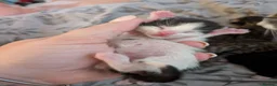 Mixed Breed cats for sale: Five stunning kittens - Advert 14