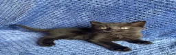 Mixed Breed cats for sale: Mainecoon kittys  - Advert 15