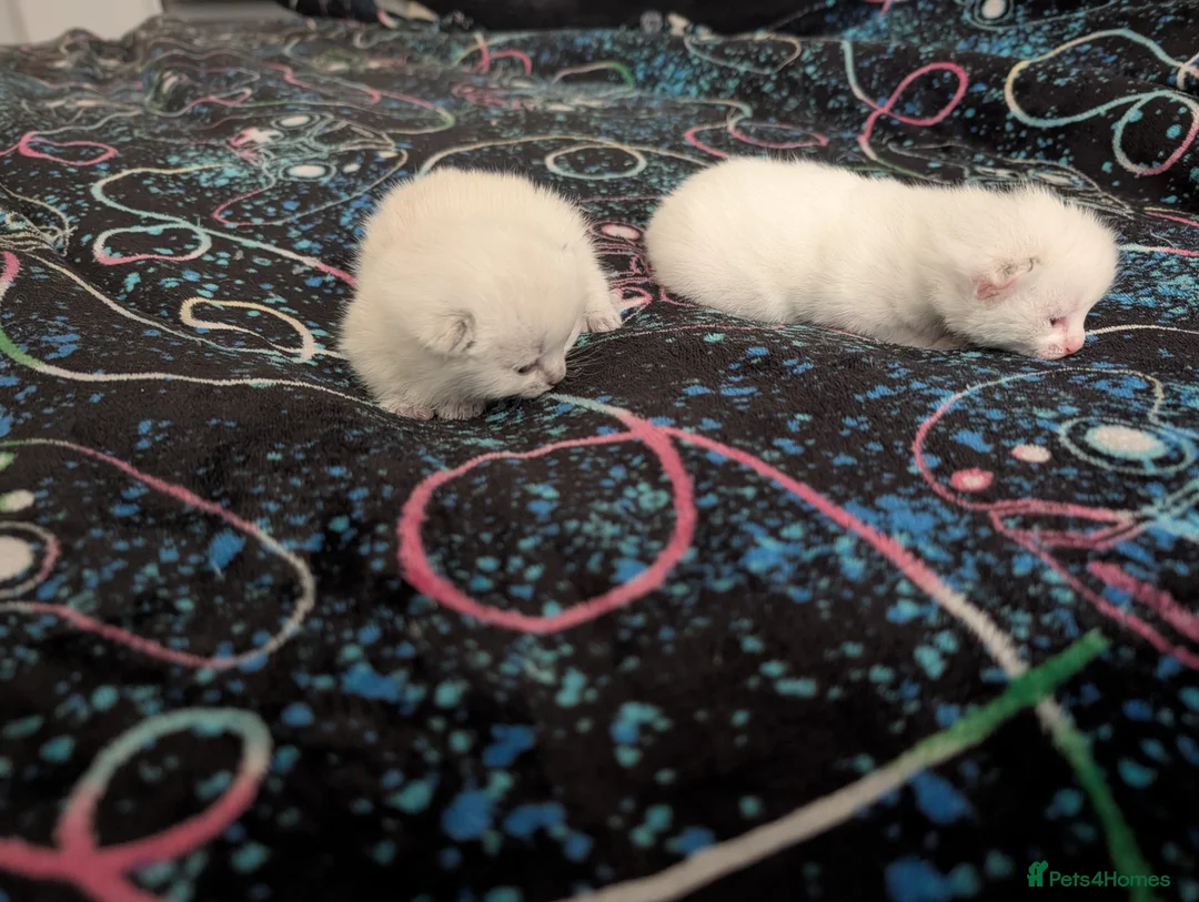 Ragdoll cats for sale: ragdoll cross tuxedo kittens in Alton - Advert 2