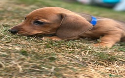Dachshund dogs for sale: LAST Red Dapple Miniature Dachshund - Image 15