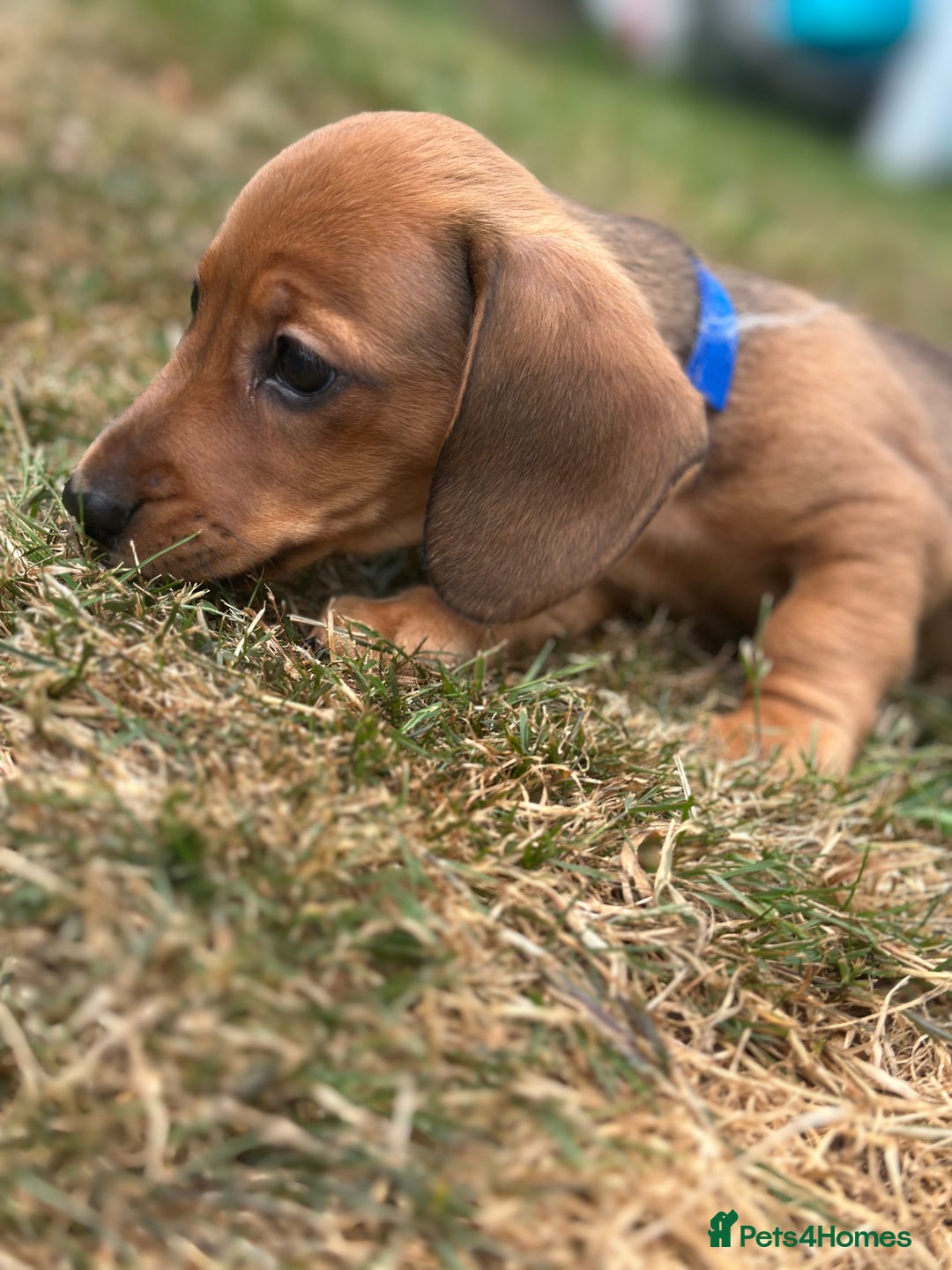 Dachshund dogs for sale: LAST Red Dapple Miniature Dachshund - Image 15