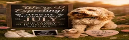 Mini Goldendoodle dogs for sale: Waiting list- F1BB Miniature Goldendoodle puppies  - Advert 1