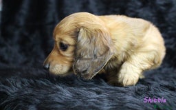 Miniature Dachshund dogs for sale: KC PRA Clear Mini Longhair Daxies – Dapple - Advert 13