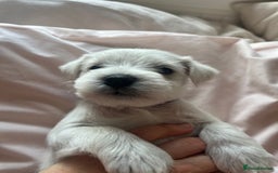 Miniature Schnauzer dogs for sale: Pure White KC REG Miniature schnauzer puppies  - Image 10
