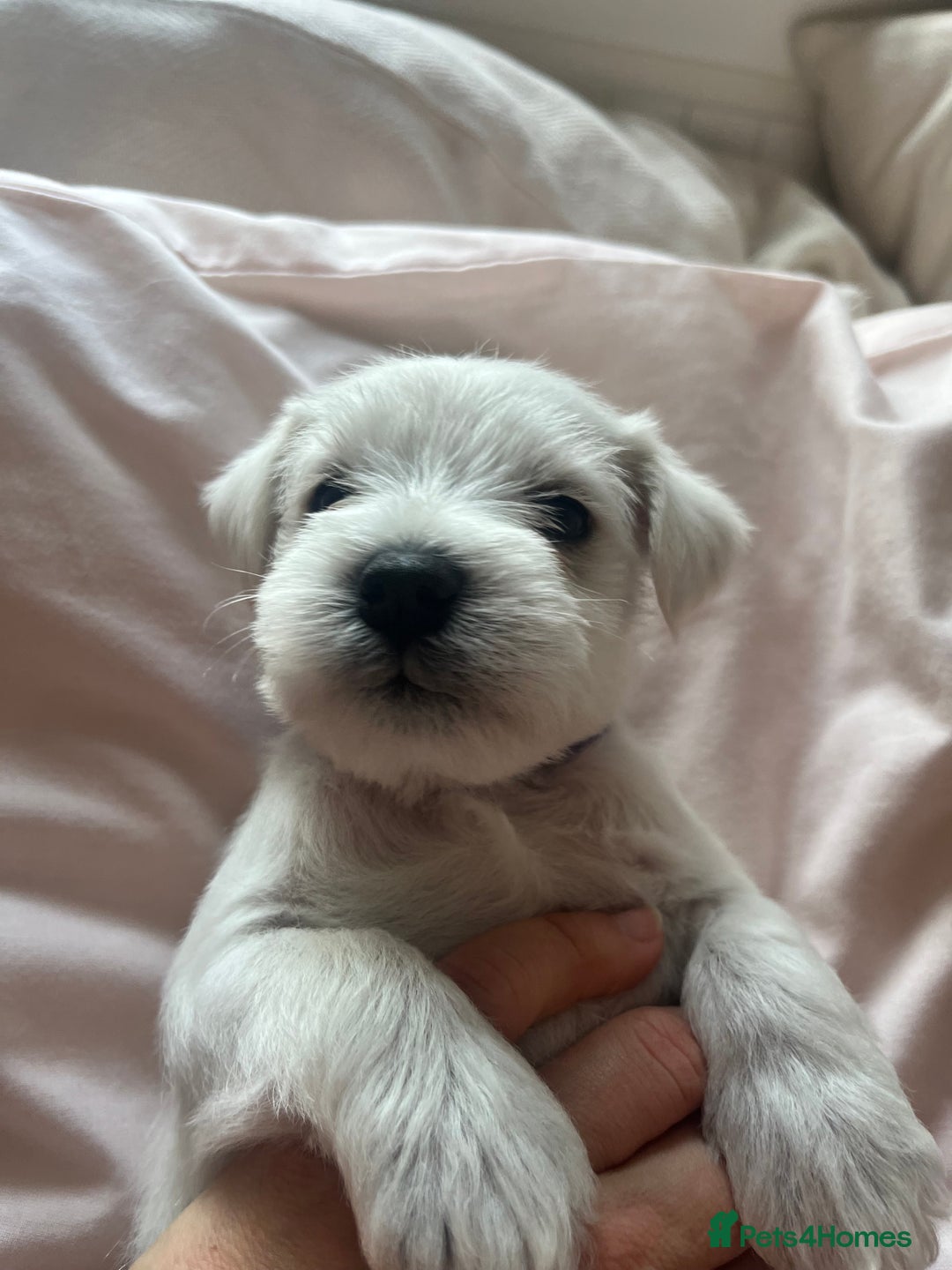 Miniature Schnauzer dogs for sale: Pure White KC REG Miniature schnauzer puppies  - Image 10