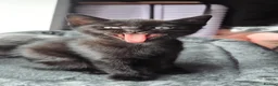Mixed Breed cats for sale: Gorgeous coal-black kitten out of a BSH mom a🐾 - Advert 6
