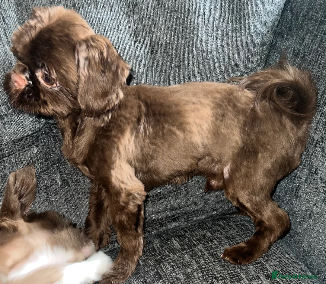 Shih Tzu dogs for stud: stunning chocolate stud boy  in Saint Helens - Advert 9