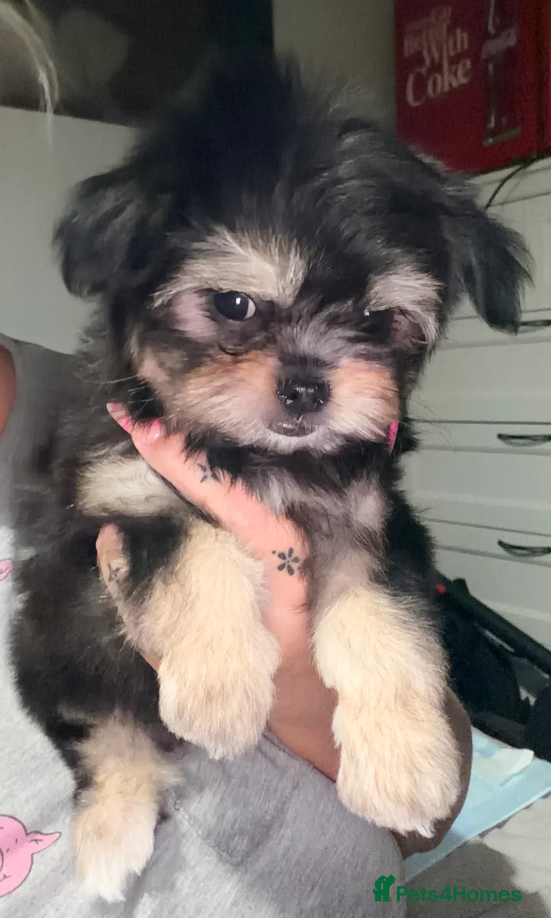 Mixed Breed dogs for sale: Ready now Malchi fluffy puppies  - Advert 17