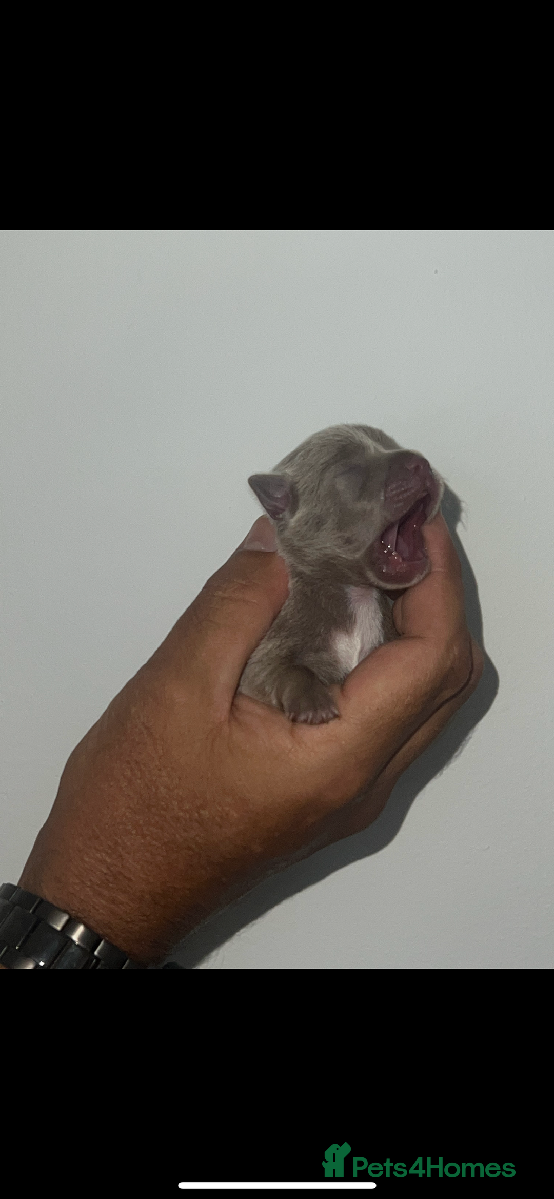 Chihuahua dogs for sale: Chihuahua puppy’s blue and lilicas  - Image 17