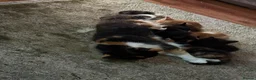 Mixed Breed cats for sale: Kittens Manchester Prices £40-£180 - Advert 5