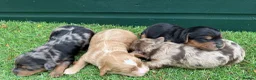 Cockapoo dogs for sale: Stunning Toy Cockapoo pups - Advert 3