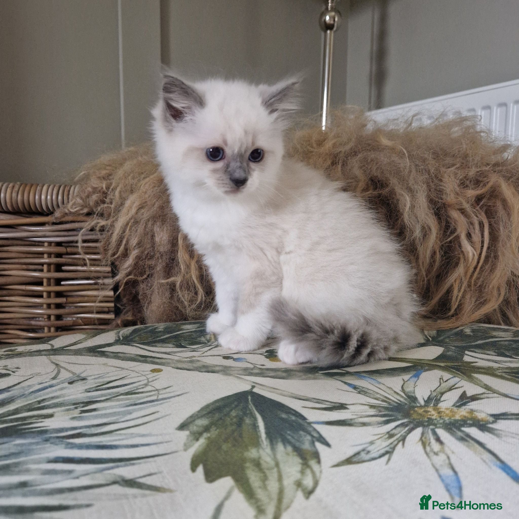 Ragdoll cats 💜 Pure Blue Mitted Female Ragdoll; Ready 2nd July - Advert 1