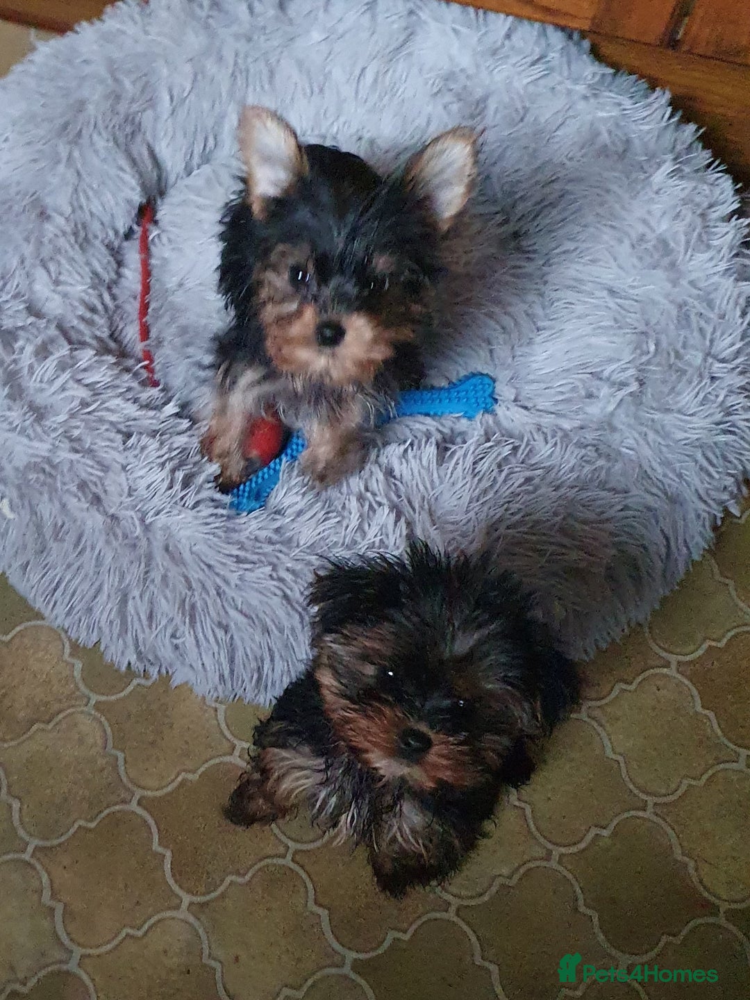 Yorkshire Terrier dogs for sale: Yorkshire terrier puppies 2 girls  - Advert 1