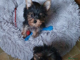 Yorkshire Terrier dogs Yorkshire terrier puppies 2 girls - Advert 8