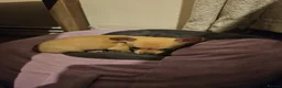 Chihuahua dogs for sale: Chihuahua - Advert 7