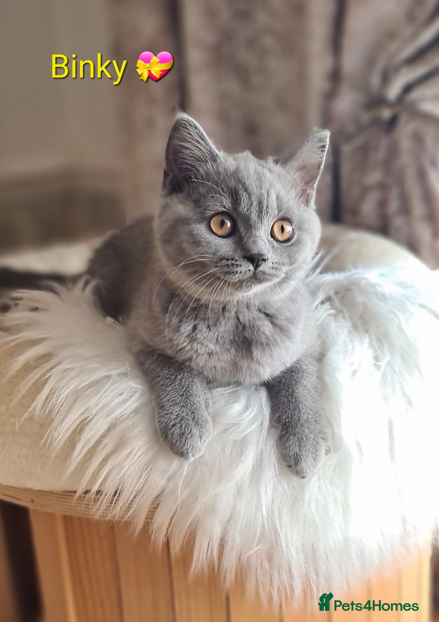 British Shorthair cats Binky💝 Ready Now GCCF reg.Full vaccination  - Advert 2