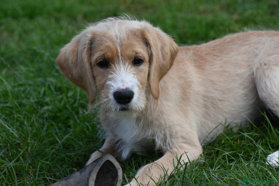 Labradoodle dogs for sale: PennyPink and Wesley  - Image 4