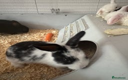 Mini Lop rabbits for sale: New baby mini lops  - Image 9