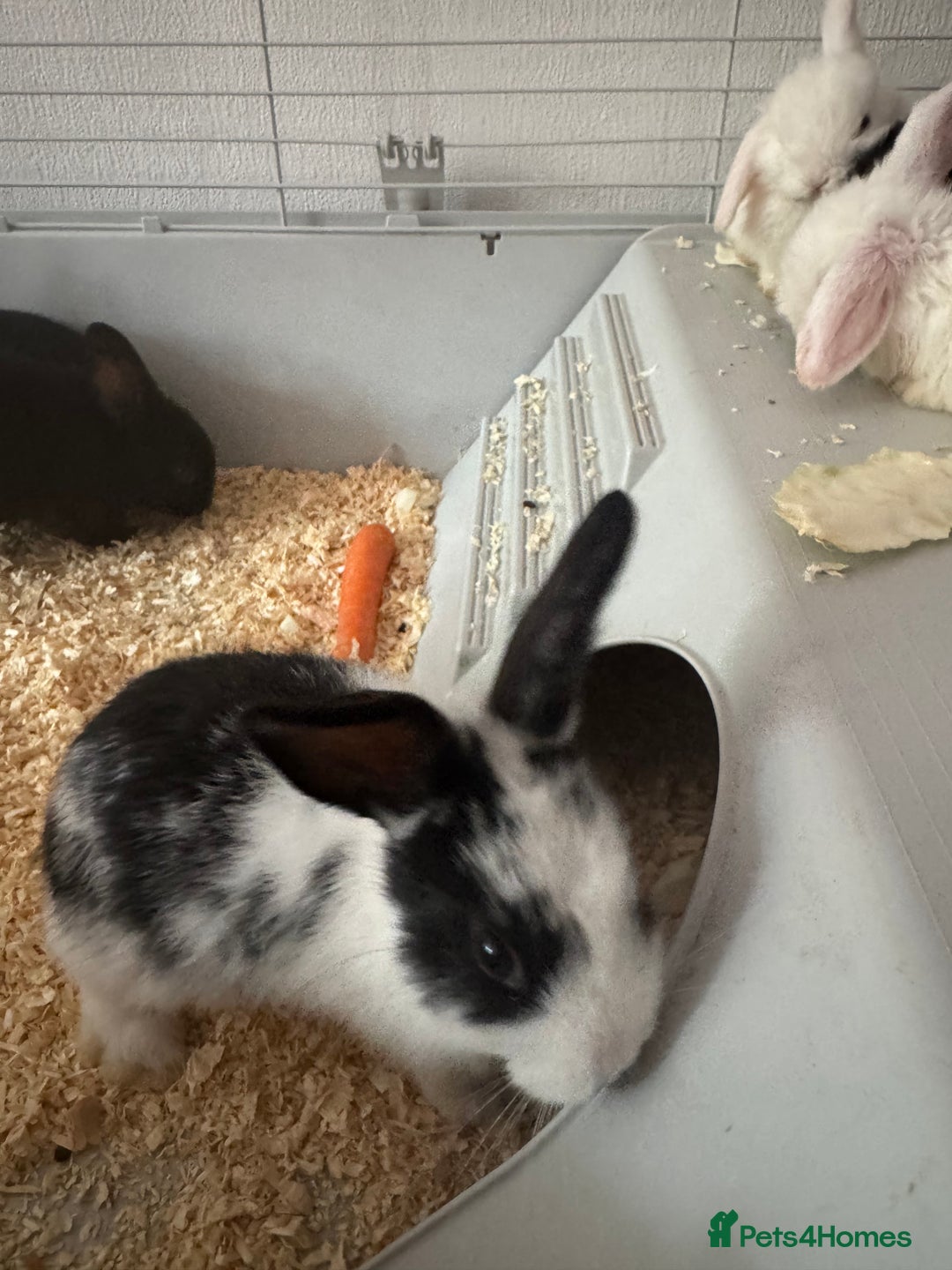 Mini Lop rabbits for sale: New baby mini lops  - Image 9