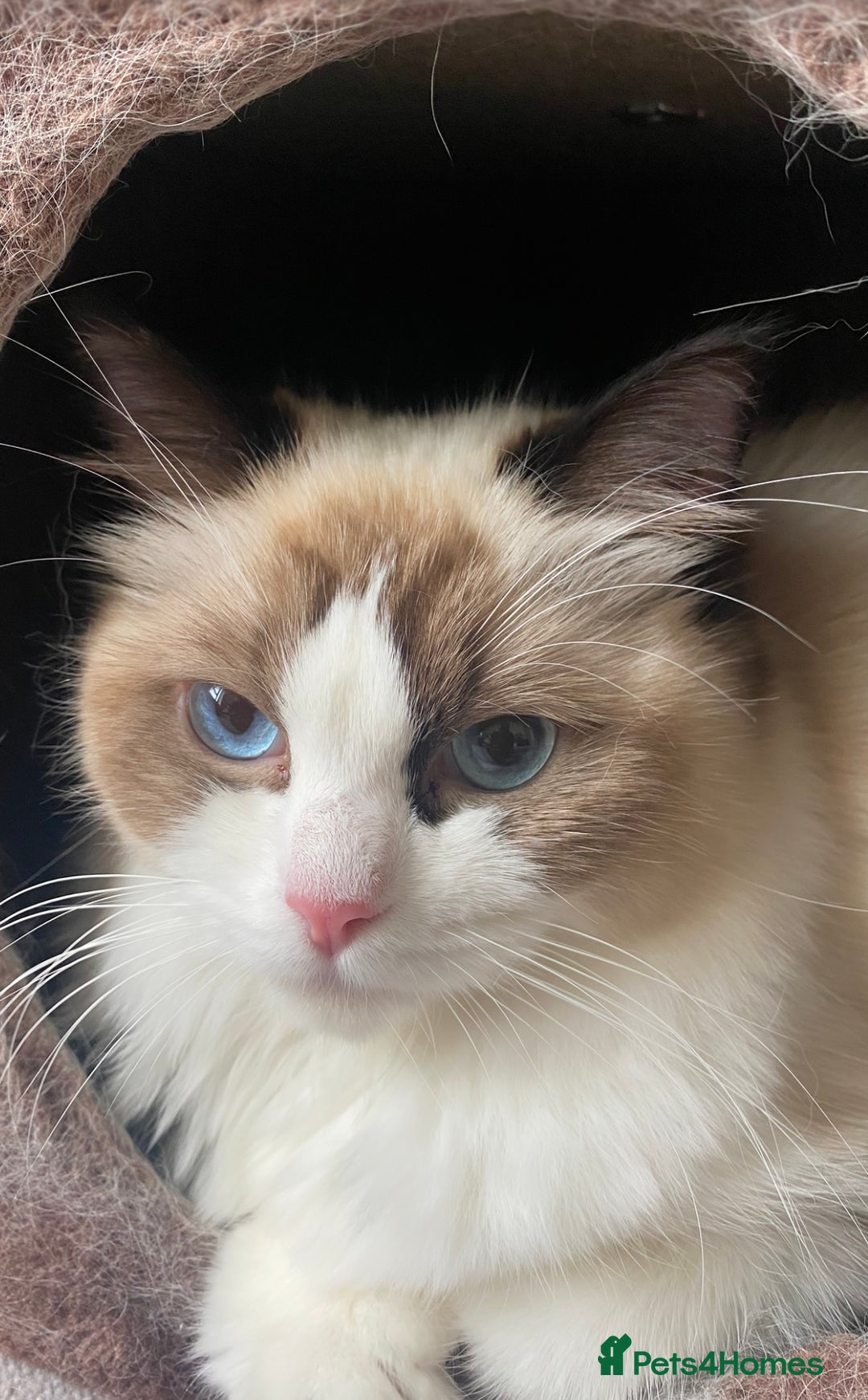 Ragdoll cats for sale: Stunning Ragdoll Boy - Image 15