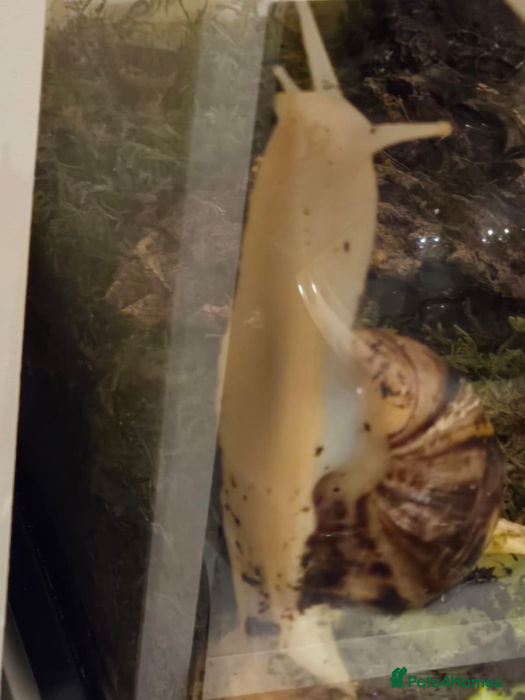 Snails invertebrates for sale: Albino Giant African Land Snail Set Up - Advert 5