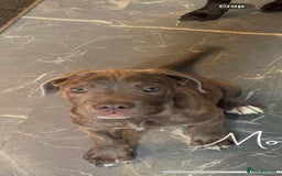 Cane Corso dogs for sale: Cane corso puppy - Image 5