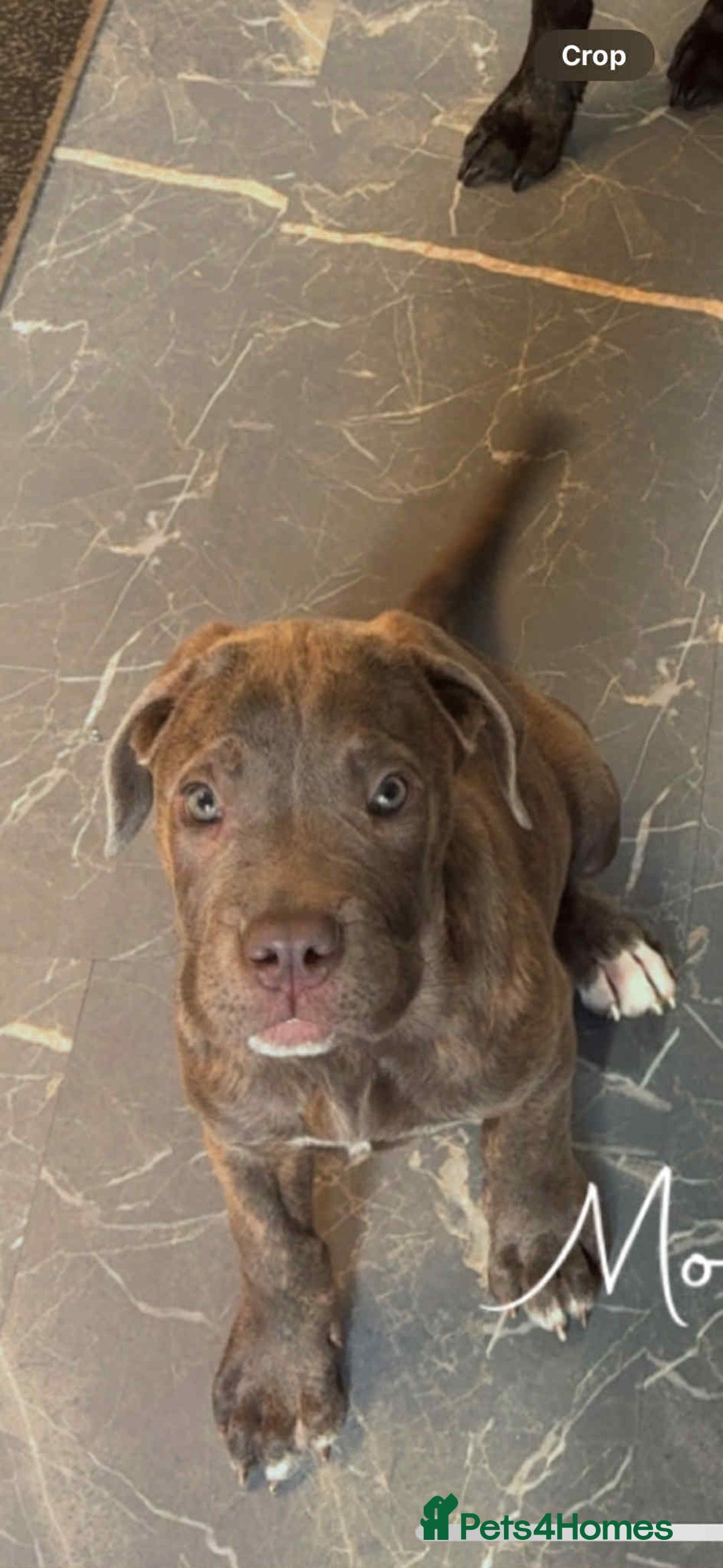 Cane Corso dogs for sale: Cane corso puppy - Image 5