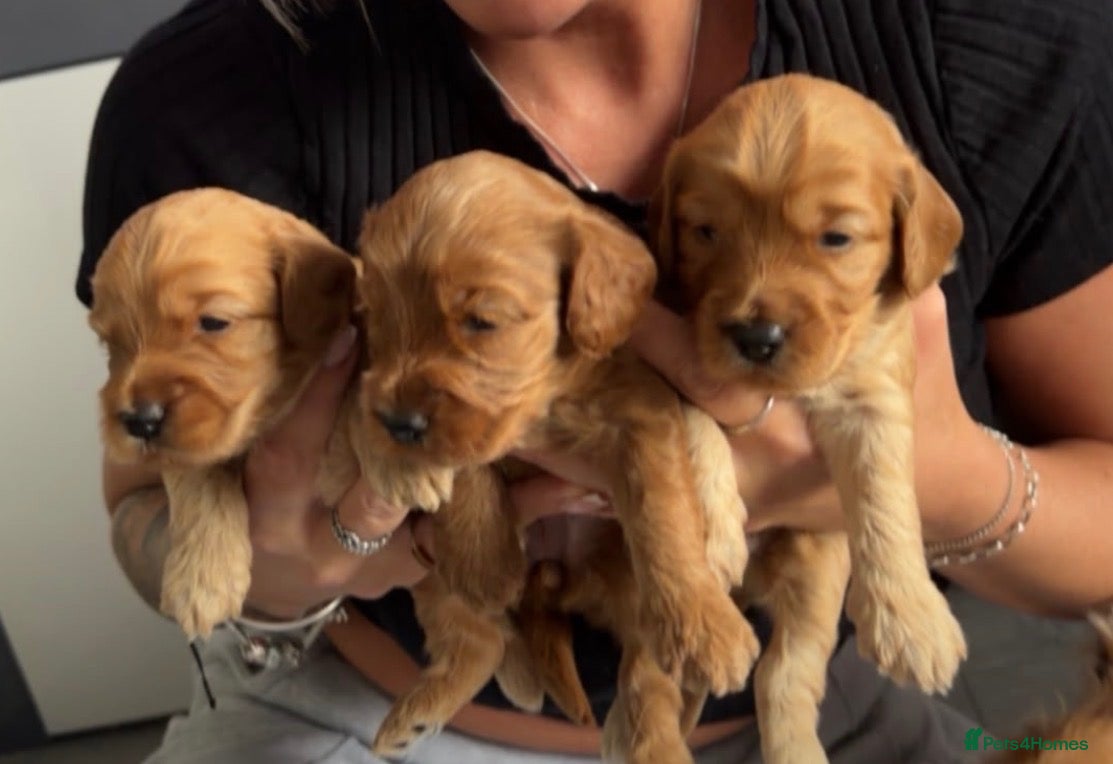 Cockapoo dogs for sale: Apricot cockapoo puppies - Advert 4