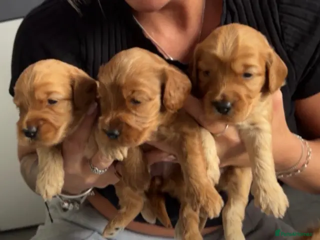 Cockapoo dogs for sale: Apricot cockapoo puppies - Advert 4