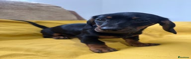 Dachshund Puppy 2