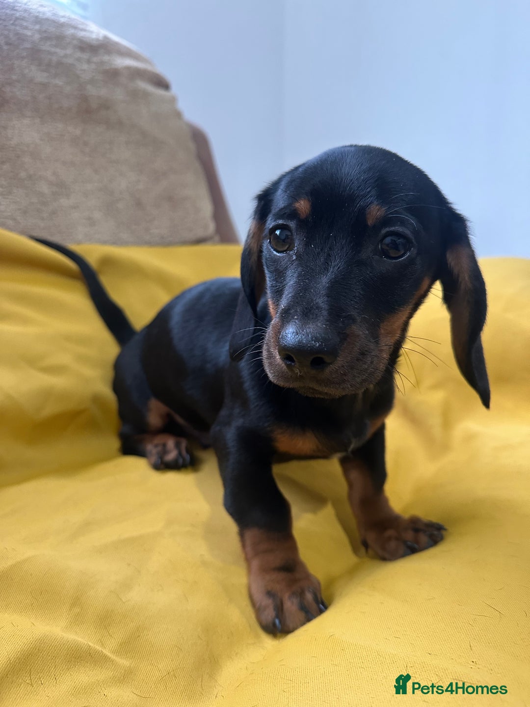 Dachshund dogs for sale: 3 Male Dachshund puppies - Advert 5