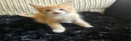 Mixed Breed cats for sale: Beautiful Kittens - Advert 24