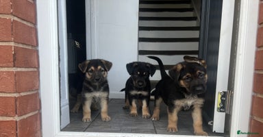 German Shepherd dogs - Advert 9