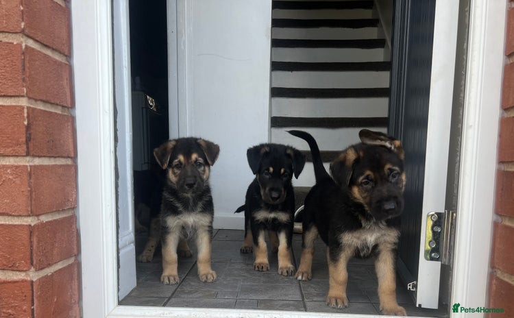 German Shepherd dogs - Advert 11