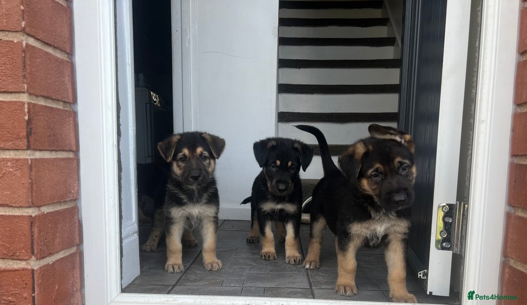 German Shepherd dogs for sale: German Shepherd Puppies  - Image 1
