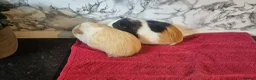 Guinea Pig rodents for sale: 2 6 month old female  - Advert 5