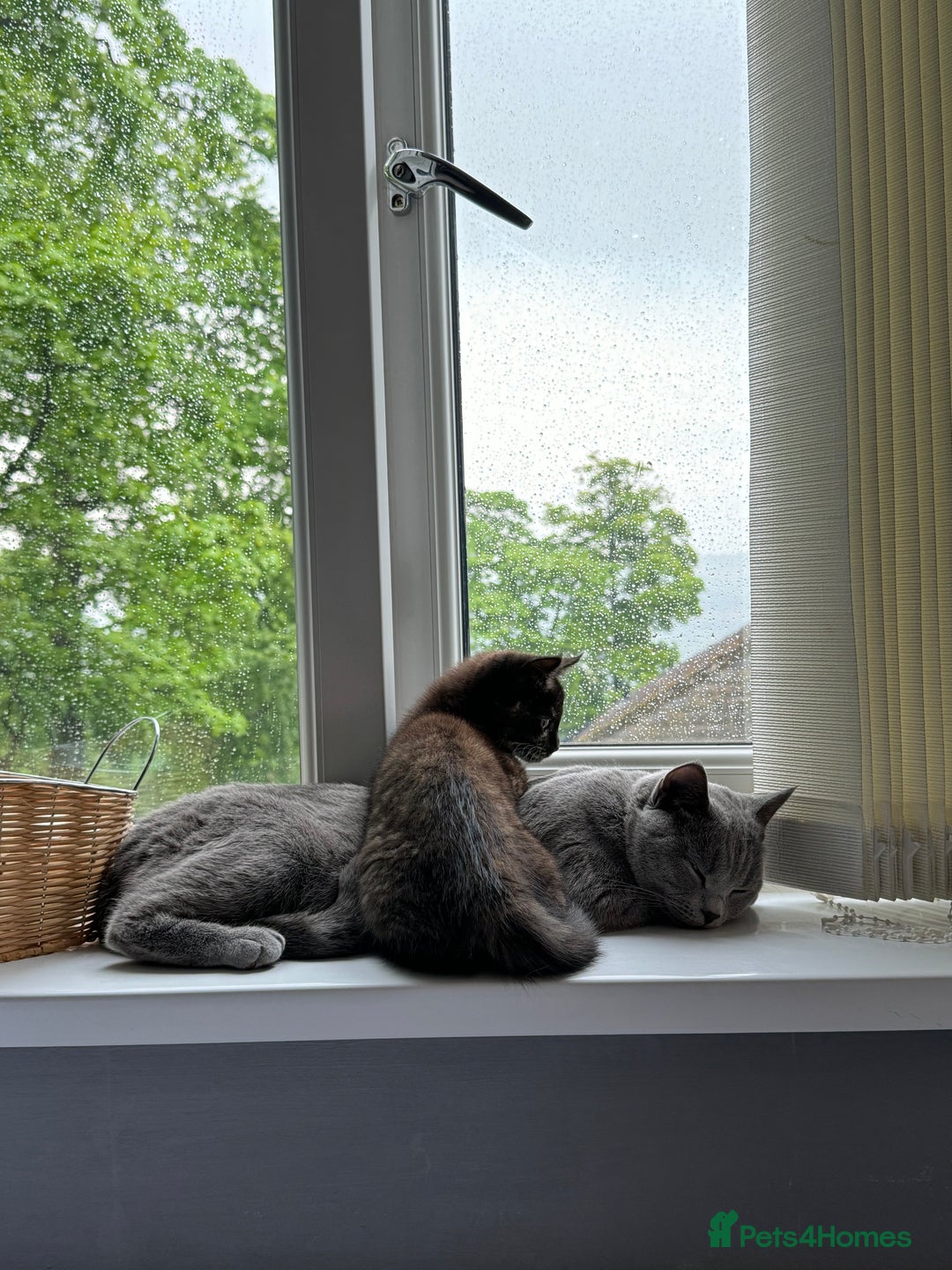 Mixed Breed cats for sale: Tortoiseshell cat  - Image 3