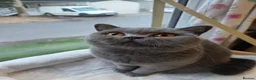 British Shorthair cats for sale: GCCF Active Blue British Short Hairs in Saint Leonards-on-sea - Advert 5