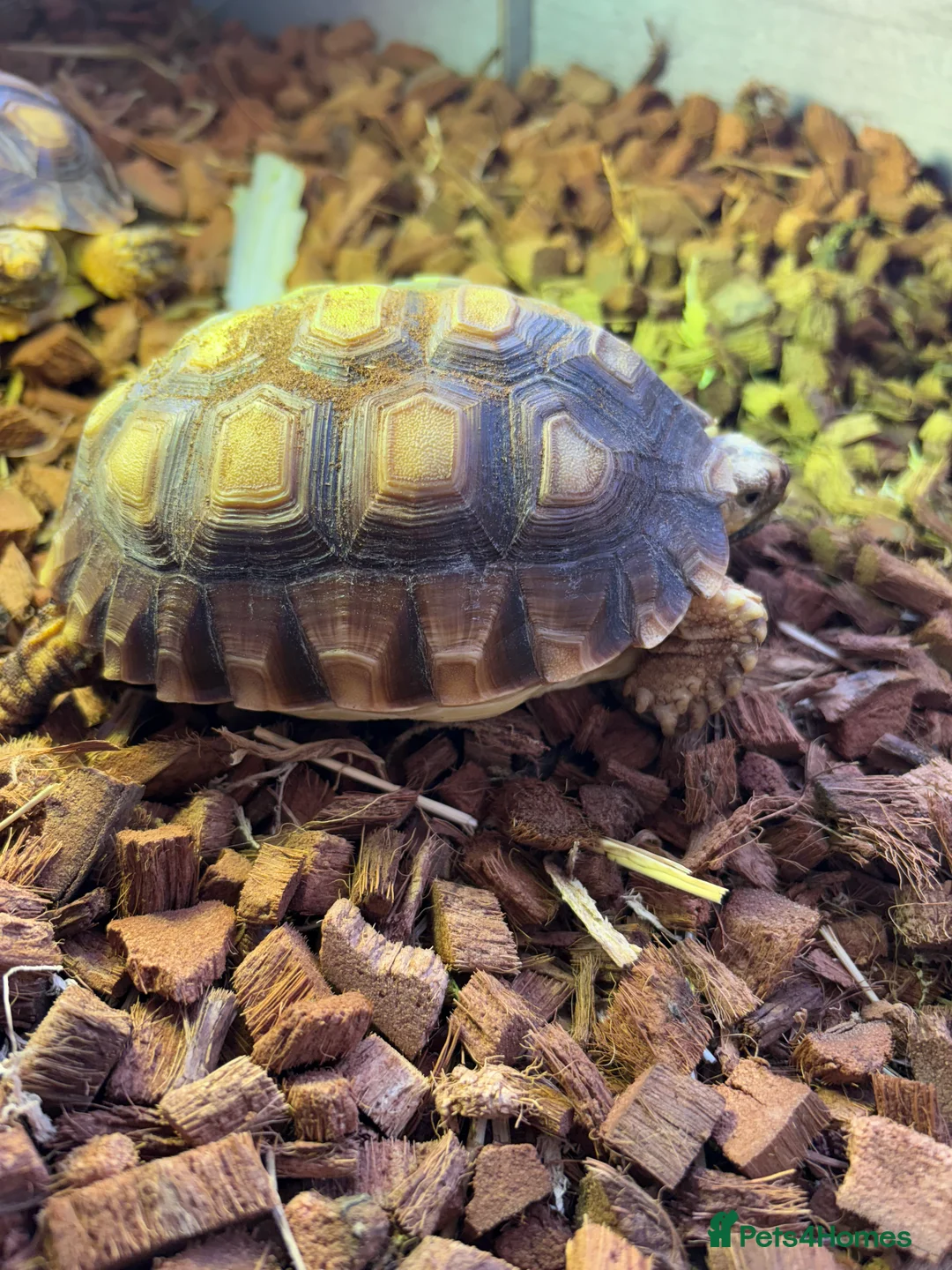 Tortoise reptiles for sale: Two Sulcata Tortoises - Advert 2