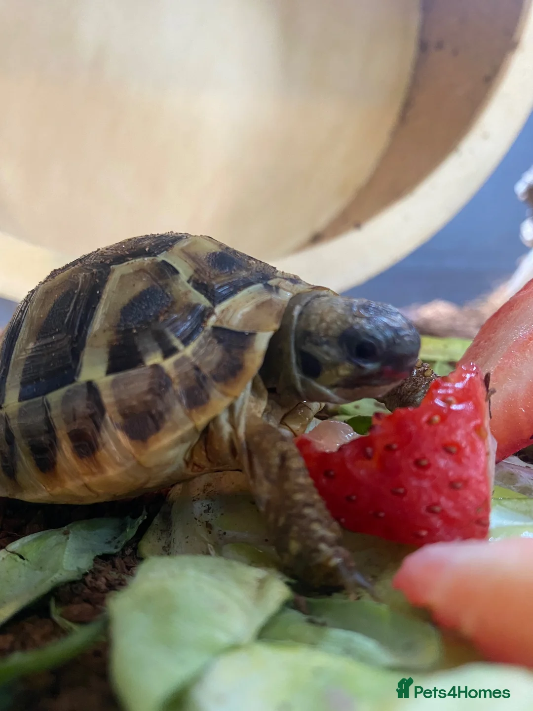 Hermann Tortoise reptiles for sale: Two Hermanns tortoises  - Advert 2