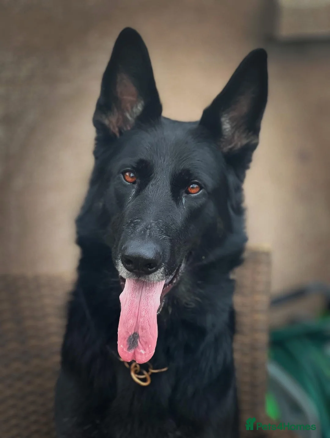 German Shepherd dogs for sale: Matschenka German shepherds  - Advert 1