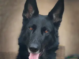 German Shepherd dogs Matschenka German shepherds - Advert 1