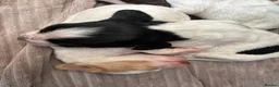 Cocker Spaniel dogs for sale: Working cocker spaniel puppies  - Advert 6