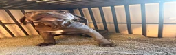 Cane Corso dogs for sale: X-Man Bloodline, Pedigree Cane Corso Puppies - Advert 19