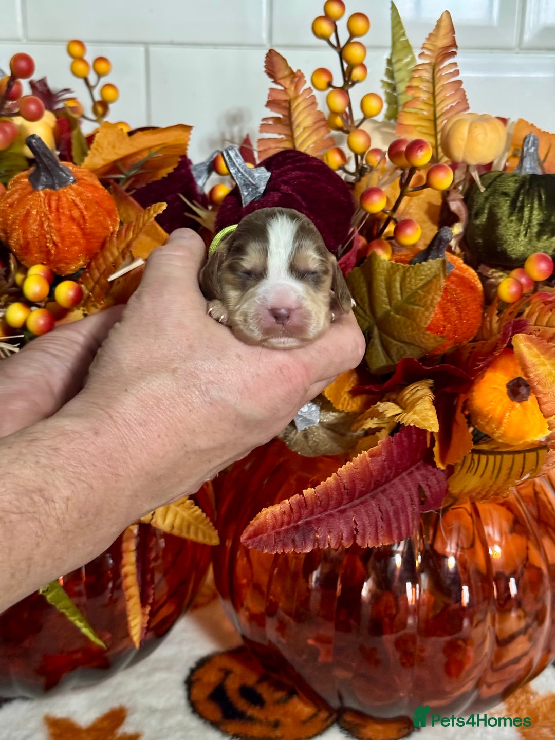 Cocker Spaniel dogs for sale: 6 kc reg cocker spaniel puppies fully dna tested  - Image 2