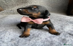 Dobermann dogs for sale: KC REGISTERED HEALTH TESTED DOBERMAN PUPS - Image 7