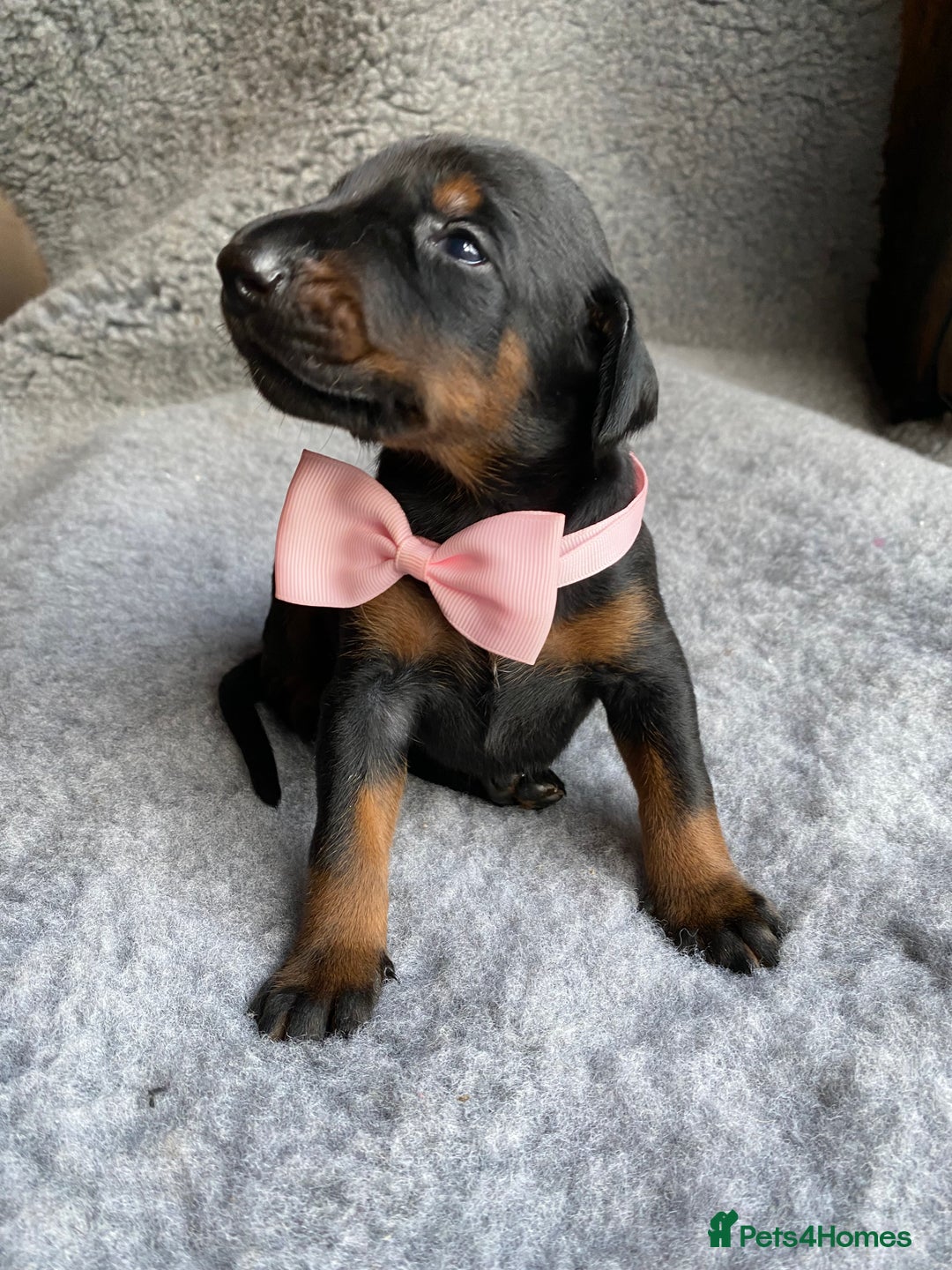 Dobermann dogs for sale: KC REGISTERED HEALTH TESTED DOBERMAN PUPS - Image 7