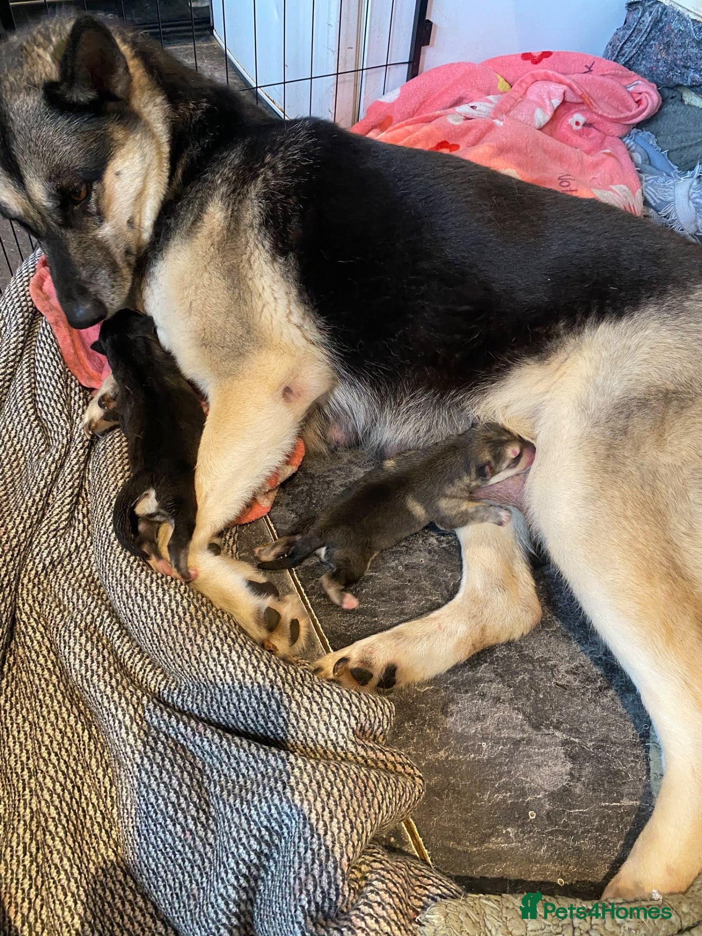 Shepsky dogs 3 beautiful shepsky puppies  - Advert 5